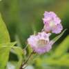Summer Bells (Chitalpa Tashkentensis) - imagine 2