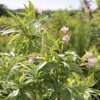 Summer Bells (Chitalpa Tashkentensis)