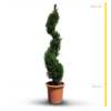 Chiparos – Pin Ornamental (Cupressocyparis X Leylandii 'Pyramidalis')