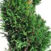 Chiparos – Pin Ornamental (Cupressocyparis X Leylandii 'Pyramidalis') - imagine 2