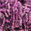 Erica Darleyensis - imagine 2