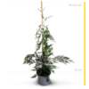 Chiparos – Pin Ornamental (Cupressocyparis X Leylandii)