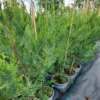 Chiparos – Pin Ornamental (Cupressocyparis X Leylandii) - imagine 3