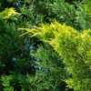 Chiparos – Pin Ornamental (Cupressocyparis X Leylandii) - imagine 2